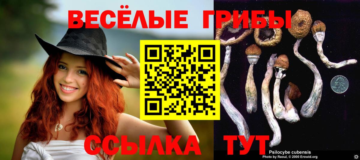 Псилоцибиновые грибы GOLDEN TEACHER  Вход с VPN  Отрадное  где купить наркоту  Псилоцибиновые грибы Psilocybe 